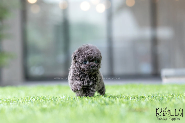 Rolly Teacup Puppies (SOLD to Montalbo) Capri - Poodle. M.