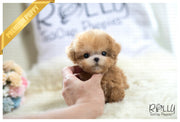 Rolly Teacup Puppies (Purchased by Yacoub) Caramel - Poodle. M.