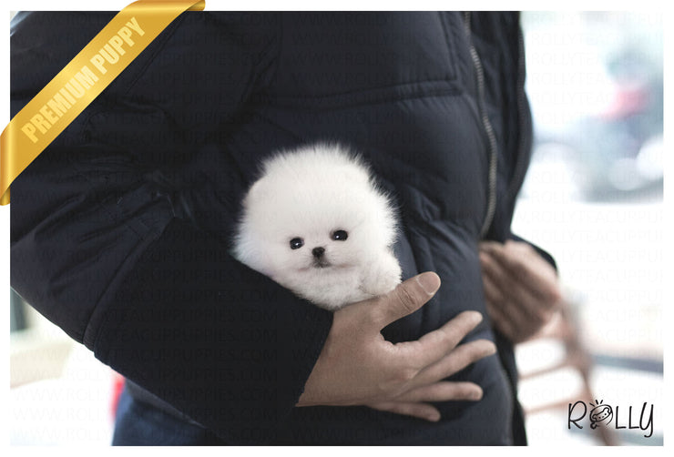 Rolly Teacup Puppies (Purchased by RT) Cash - Pomeranian. M.