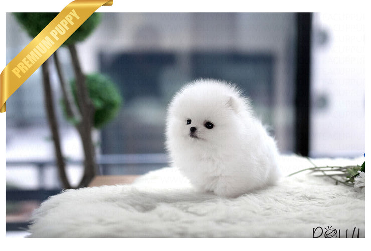 Rolly Teacup Puppies (Purchased by RT) Cash - Pomeranian. M.