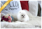 Rolly Teacup Puppies (Purchased by RT) Cash - Pomeranian. M.