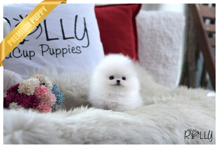 Rolly Teacup Puppies (Purchased by RT) Cash - Pomeranian. M.