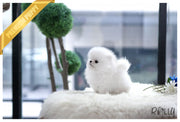 Rolly Teacup Puppies (Purchased by RT) Cash - Pomeranian. M.