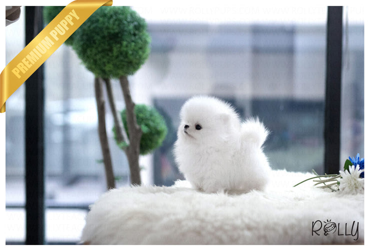 Rolly Teacup Puppies (Purchased by RT) Cash - Pomeranian. M.