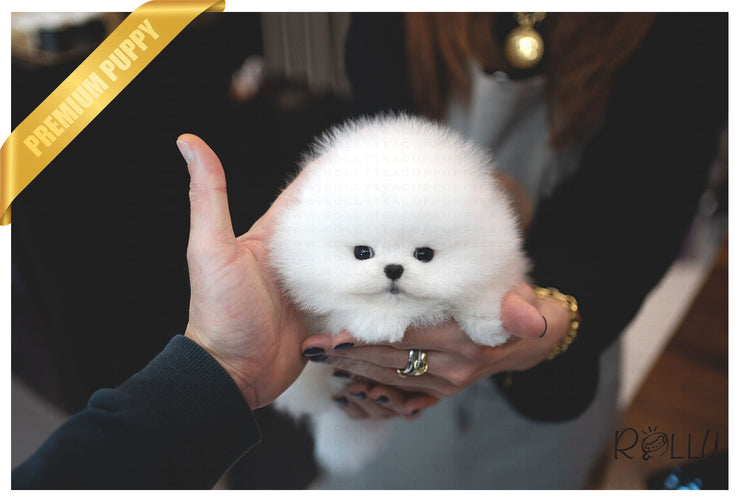 Rolly Teacup Puppies (Purchased by Netto)Casper - Pomeranian. M.