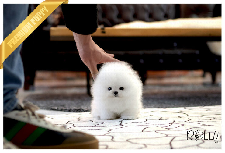 Rolly Teacup Puppies (Purchased by Netto)Casper - Pomeranian. M.
