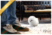 Rolly Teacup Puppies (Purchased by Netto)Casper - Pomeranian. M.