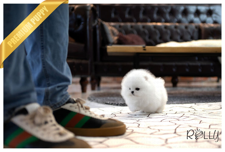 Rolly Teacup Puppies (Purchased by Netto)Casper - Pomeranian. M.