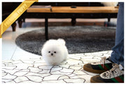 Rolly Teacup Puppies (Purchased by Netto)Casper - Pomeranian. M.