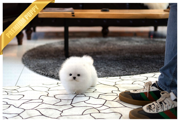 Rolly Teacup Puppies (Purchased by Netto)Casper - Pomeranian. M.