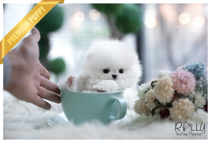 Rolly Teacup Puppies (Purchased by Henderson) Casper - Pomeranian. M.