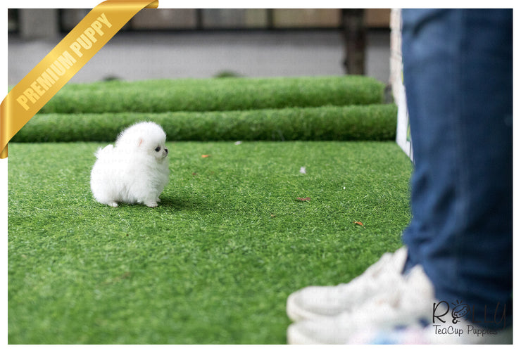 Rolly Teacup Puppies (Purchased by Henderson) Casper - Pomeranian. M.
