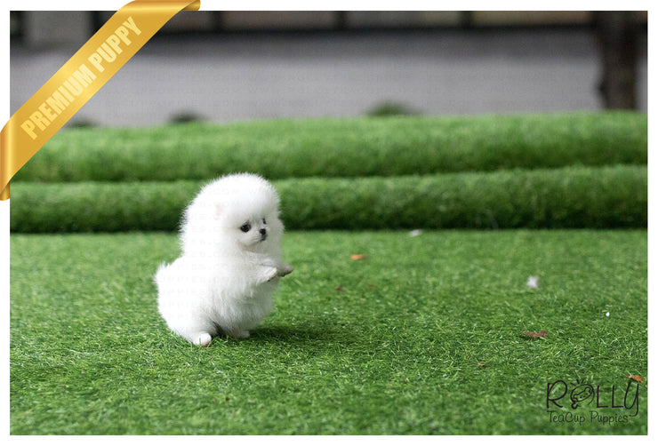 Rolly Teacup Puppies (Purchased by Henderson) Casper - Pomeranian. M.