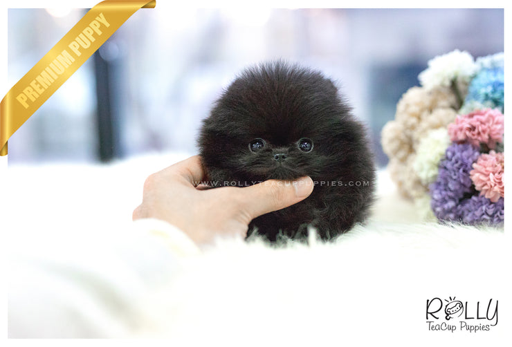 Rolly Teacup Puppies (SOLD to Hernandez) Caviar - Pomeranian. F.