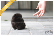 Rolly Teacup Puppies (SOLD to Hernandez) Caviar - Pomeranian. F.