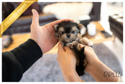 Rolly Teacup Puppies (PURCHASED by Shen) CELINE - Morkie. F.