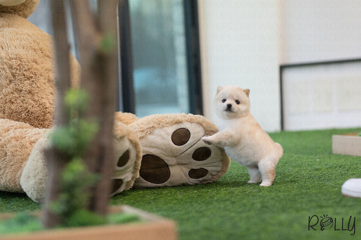 Rolly Teacup Puppies (Purchased by Brown) Cheerio - Shiba Inu. F.