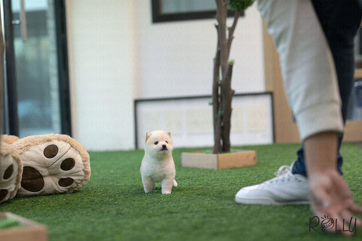 Rolly Teacup Puppies (Purchased by Brown) Cheerio - Shiba Inu. F.