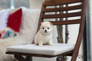 Rolly Teacup Puppies (Purchased by Brown) Cheerio - Shiba Inu. F.
