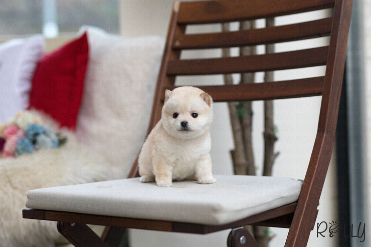 Rolly Teacup Puppies (Purchased by Brown) Cheerio - Shiba Inu. F.