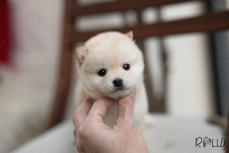 Rolly Teacup Puppies (Purchased by Brown) Cheerio - Shiba Inu. F.