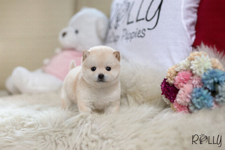 Rolly Teacup Puppies (Purchased by Brown) Cheerio - Shiba Inu. F.