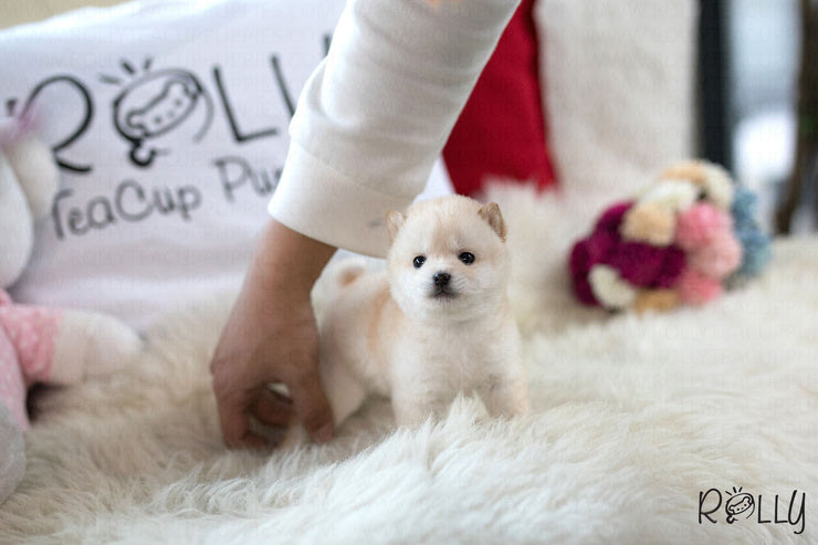 Rolly Teacup Puppies (Purchased by Brown) Cheerio - Shiba Inu. F.