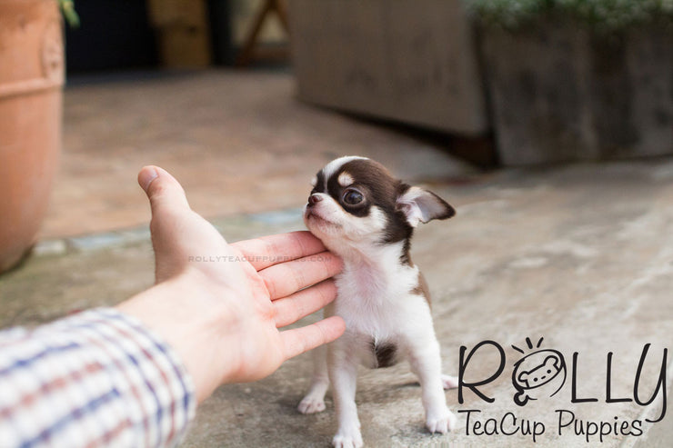 Rolly Teacup Puppies Didier - Chihuahua.
