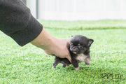 Rolly Teacup Puppies Pablo - Chihuahua. M.
