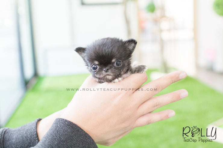 Rolly Teacup Puppies Pablo - Chihuahua. M.