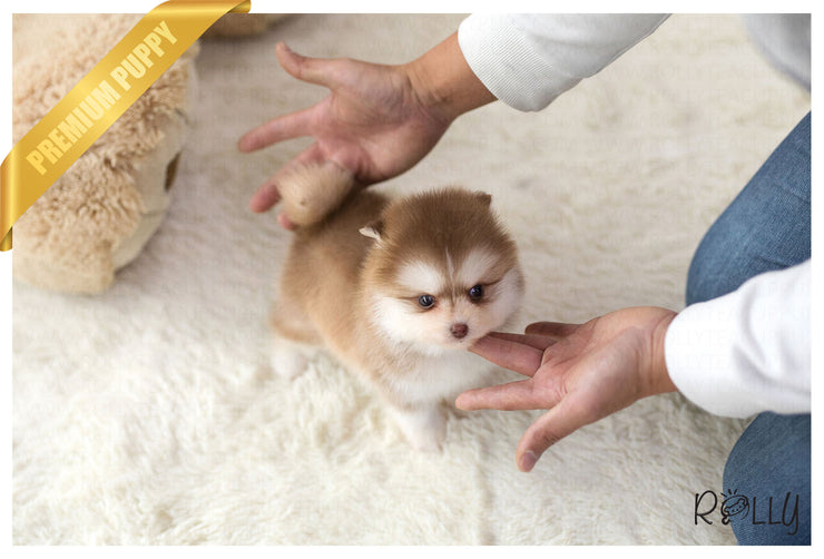Rolly Teacup Puppies (Purchased by Gignac) Chili - Pomsky. M.