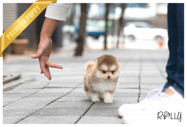 Rolly Teacup Puppies (Purchased by Gignac) Chili - Pomsky. M.