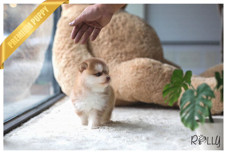 Rolly Teacup Puppies (Purchased by Gignac) Chili - Pomsky. M.