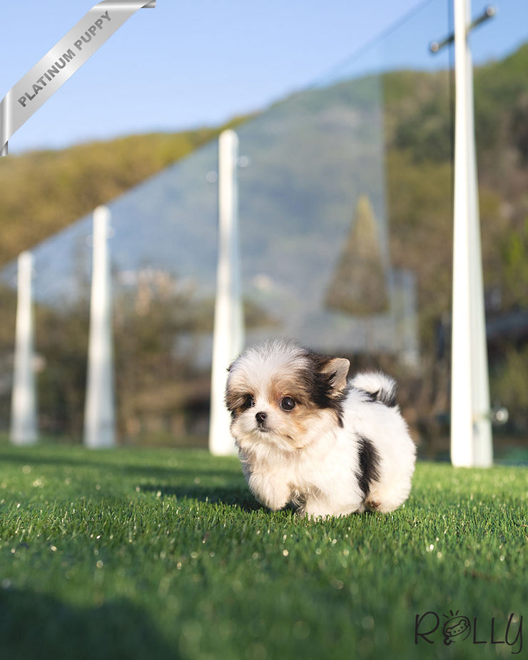 Rolly Teacup Puppies CHIP - MALE (PURCHASED by MORELAND).