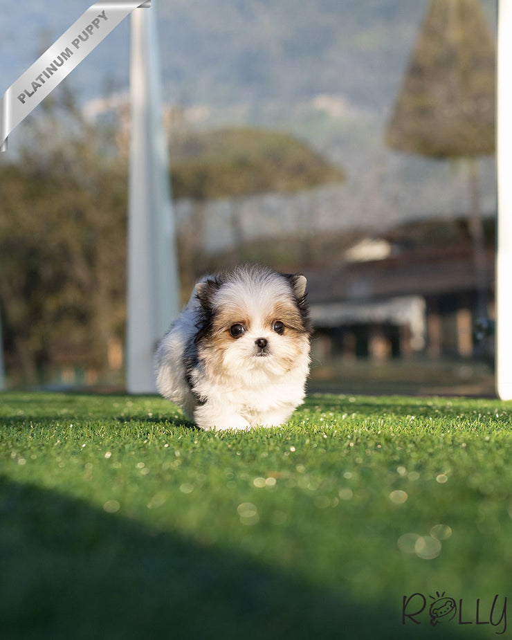 Rolly Teacup Puppies CHIP - MALE (PURCHASED by MORELAND).