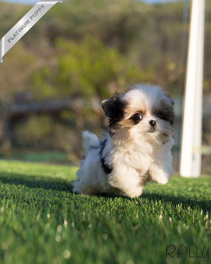 Rolly Teacup Puppies CHIP - MALE (PURCHASED by MORELAND).