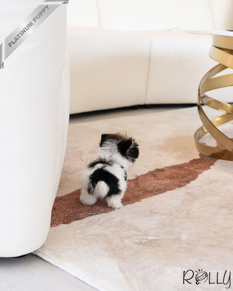 Rolly Teacup Puppies CHIP - MALE (PURCHASED by MORELAND).