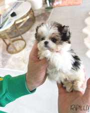 Rolly Teacup Puppies CHIP - MALE (PURCHASED by MORELAND).