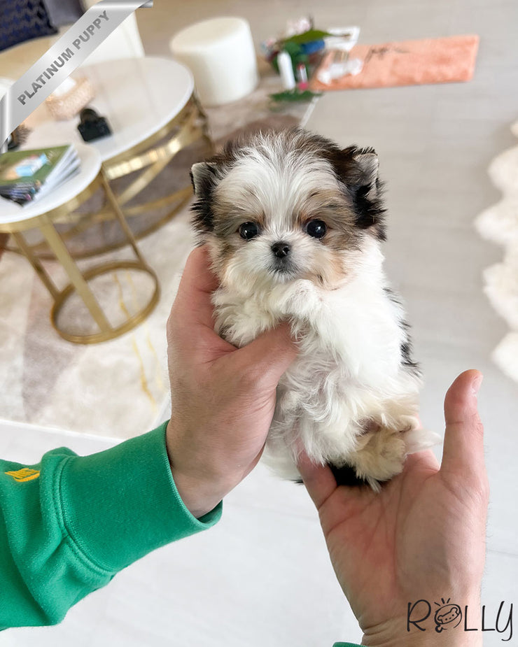 Rolly Teacup Puppies CHIP - MALE (PURCHASED by MORELAND).