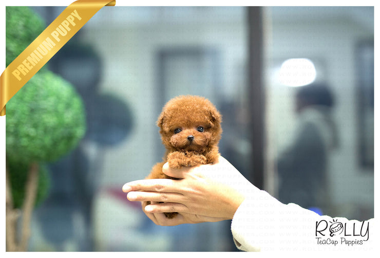 Rolly Teacup Puppies (Purchased by Santa) Cinnamon - Poodle. F.