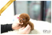 Rolly Teacup Puppies (Purchased by Santa) Cinnamon - Poodle. F.