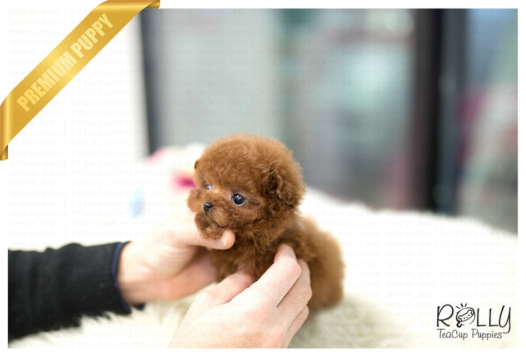 Rolly Teacup Puppies (Purchased by Santa) Cinnamon - Poodle. F.