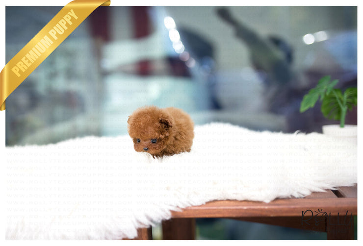 Rolly Teacup Puppies (Purchased by Santa) Cinnamon - Poodle. F.