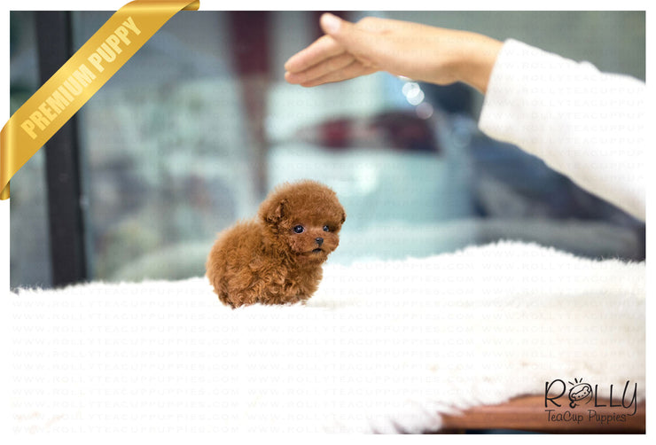 Rolly Teacup Puppies (Purchased by Santa) Cinnamon - Poodle. F.