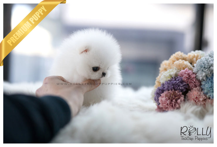 Rolly Teacup Puppies (SOLD to Zhu) Cloud - Pomeranian. M.