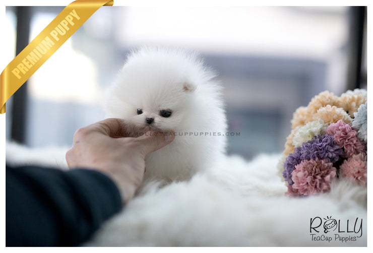 Rolly Teacup Puppies (SOLD to Zhu) Cloud - Pomeranian. M.