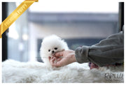 Rolly Teacup Puppies (SOLD to Zhu) Cloud - Pomeranian. M.