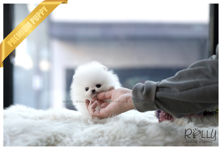 Rolly Teacup Puppies (SOLD to Zhu) Cloud - Pomeranian. M.