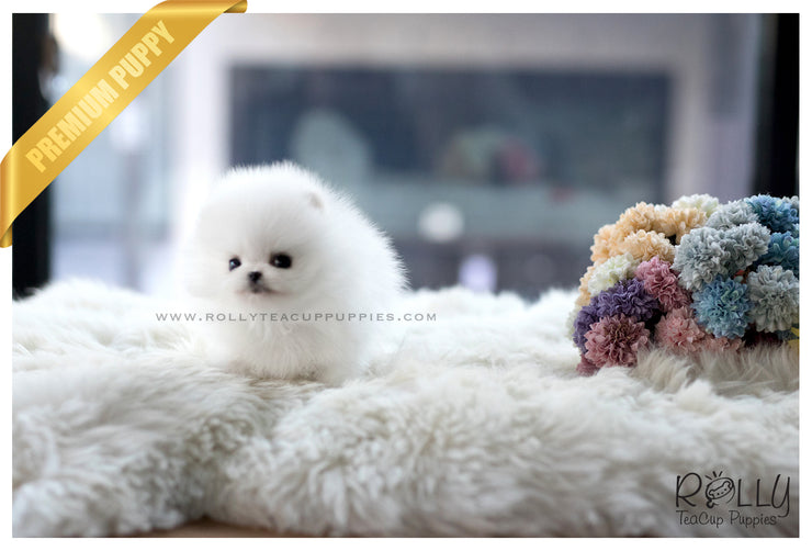 Rolly Teacup Puppies (SOLD to Zhu) Cloud - Pomeranian. M.