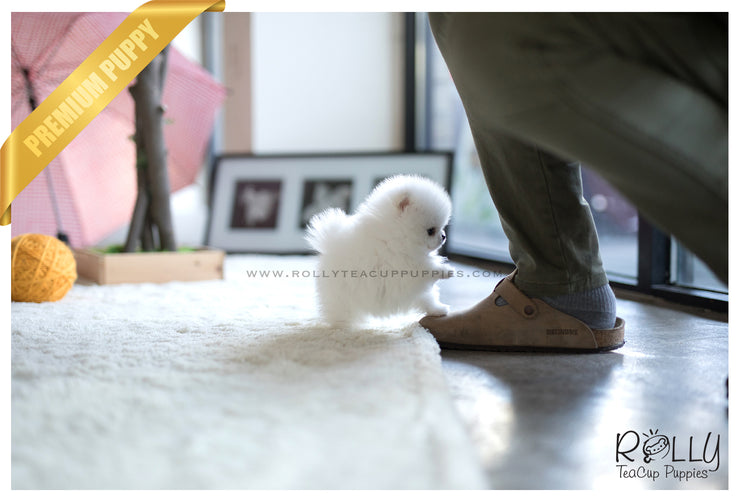 Rolly Teacup Puppies (SOLD to Zhu) Cloud - Pomeranian. M.